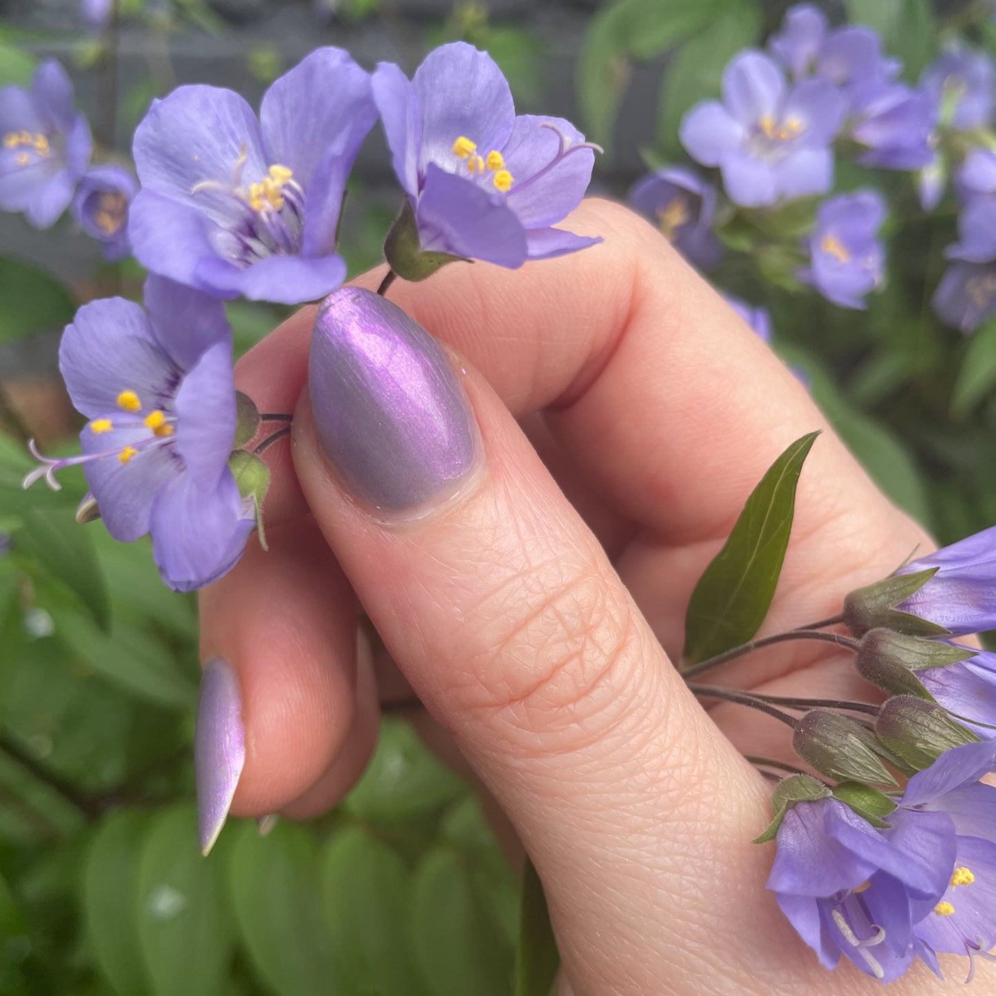 Fields of Lilac