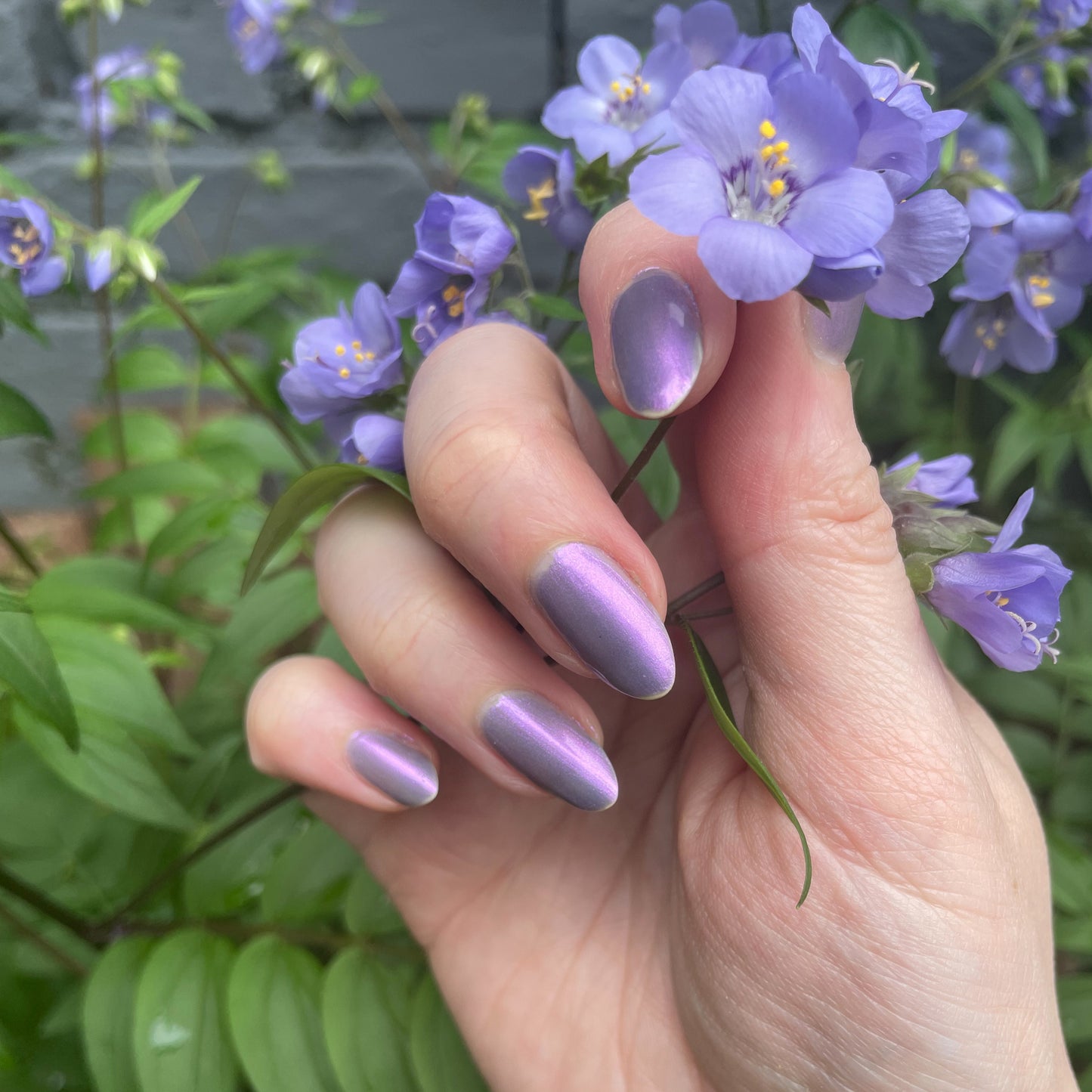 Fields of Lilac