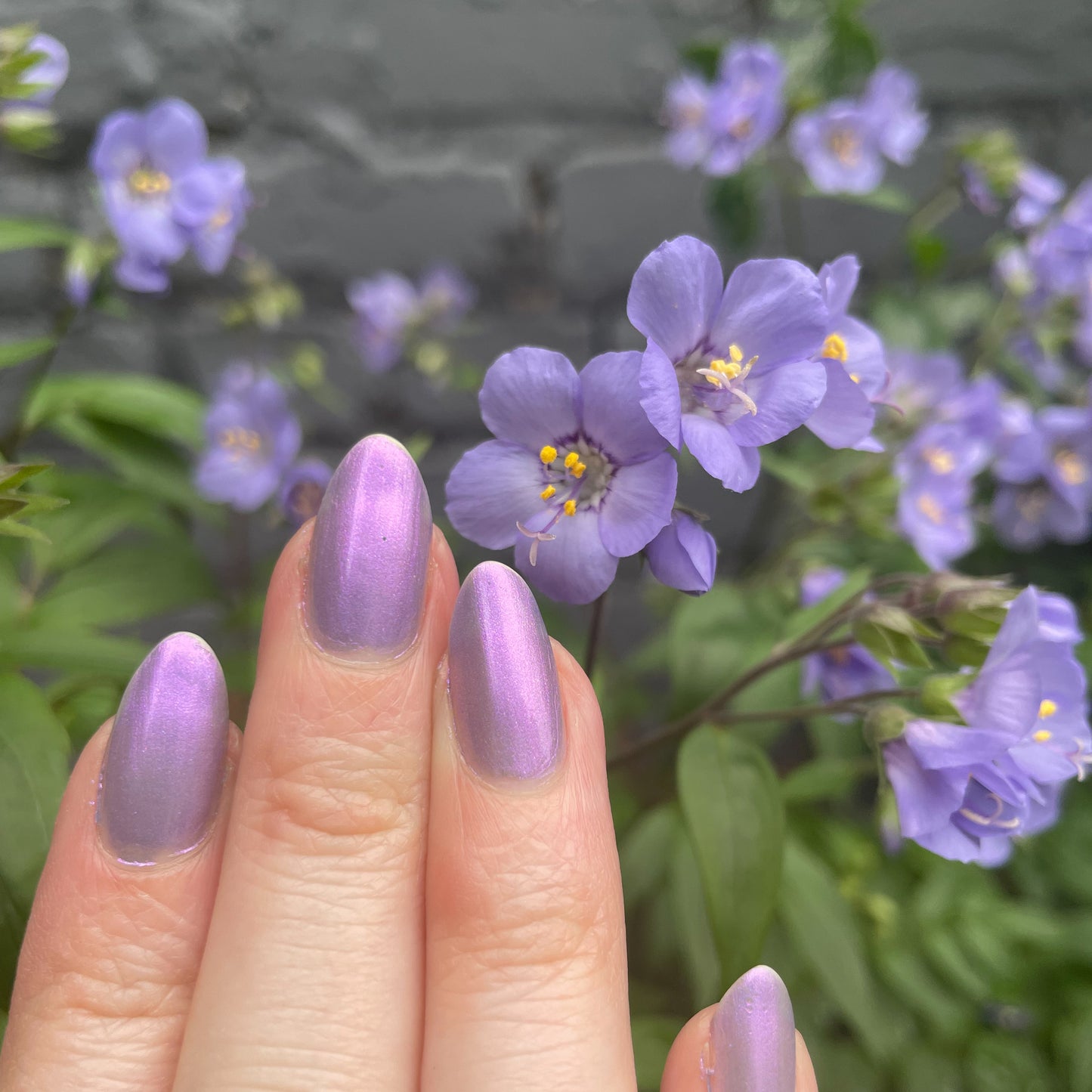 Fields of Lilac