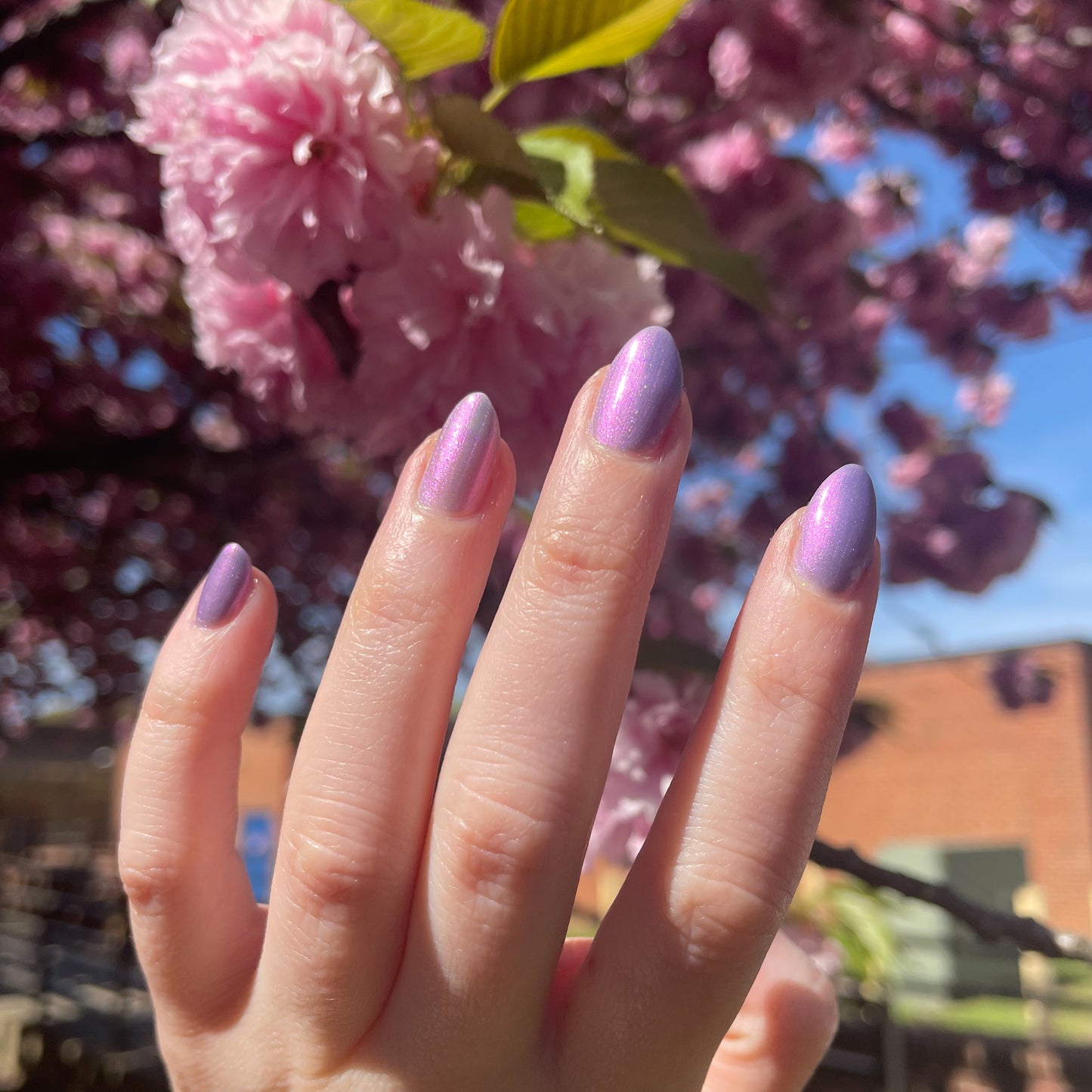 Fields of Lilac