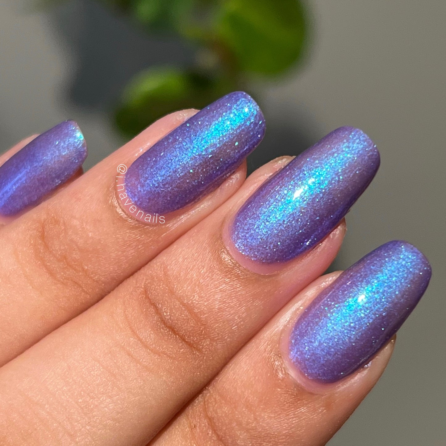 Noctiluca