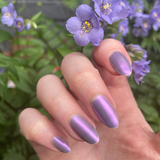 Fields of Lilac