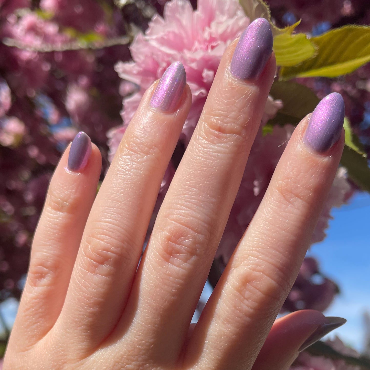 Fields of Lilac